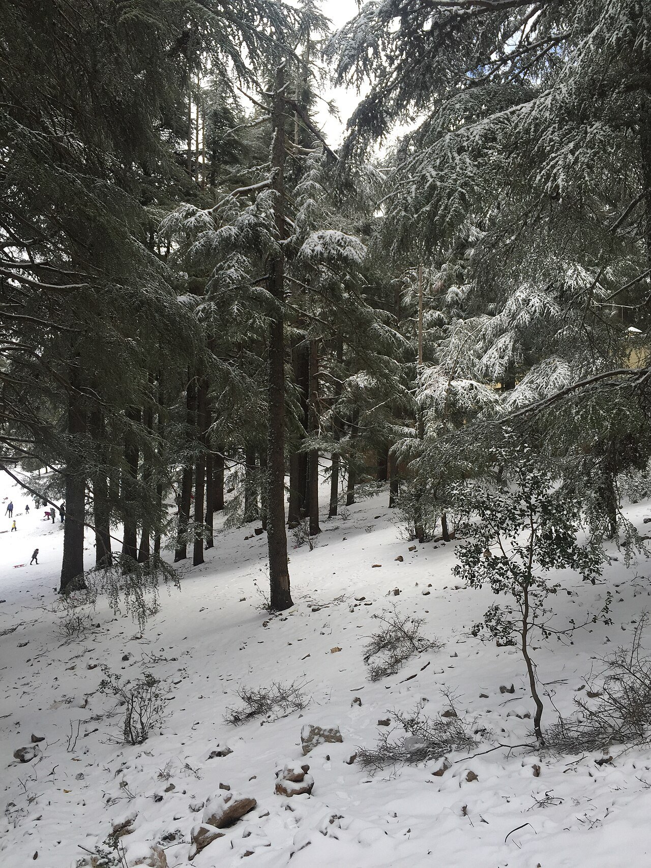 Ifrane Forest Ride — gravel day ride in Middle Atlas, Morocco